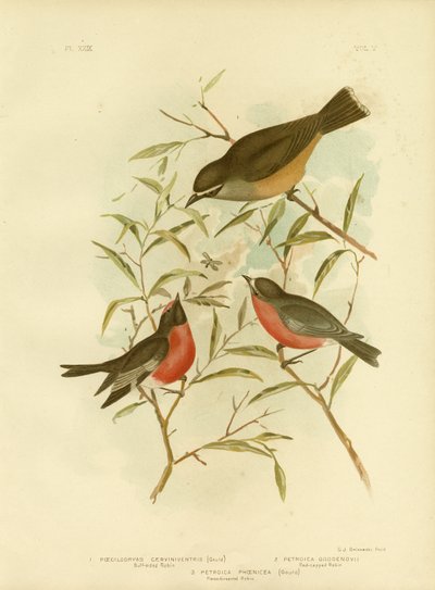 Buff-Sided Robin, 1891 by Gracius Broinowski